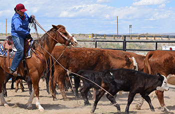 Image of Indian Livestock Days 2017